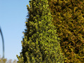 Picea glauca Conica IMG_3871 Świerk biały